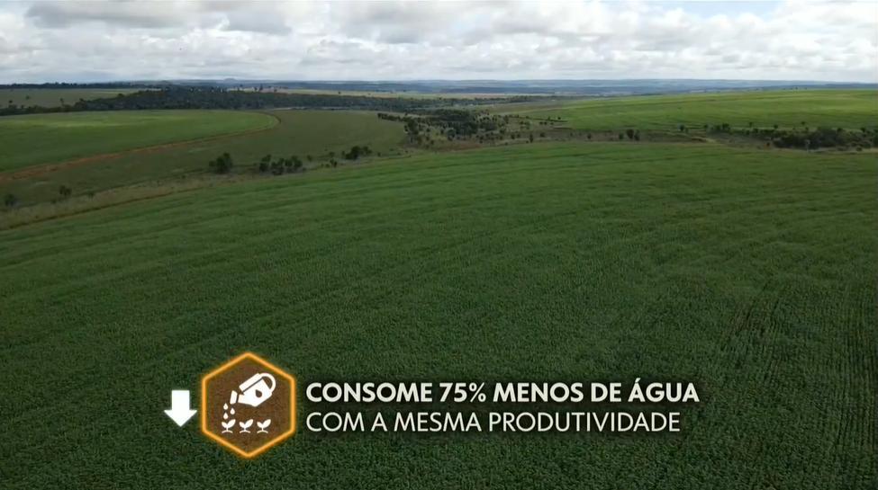 reportagem do Globo Rural fala sobre produtividade do cânhamo