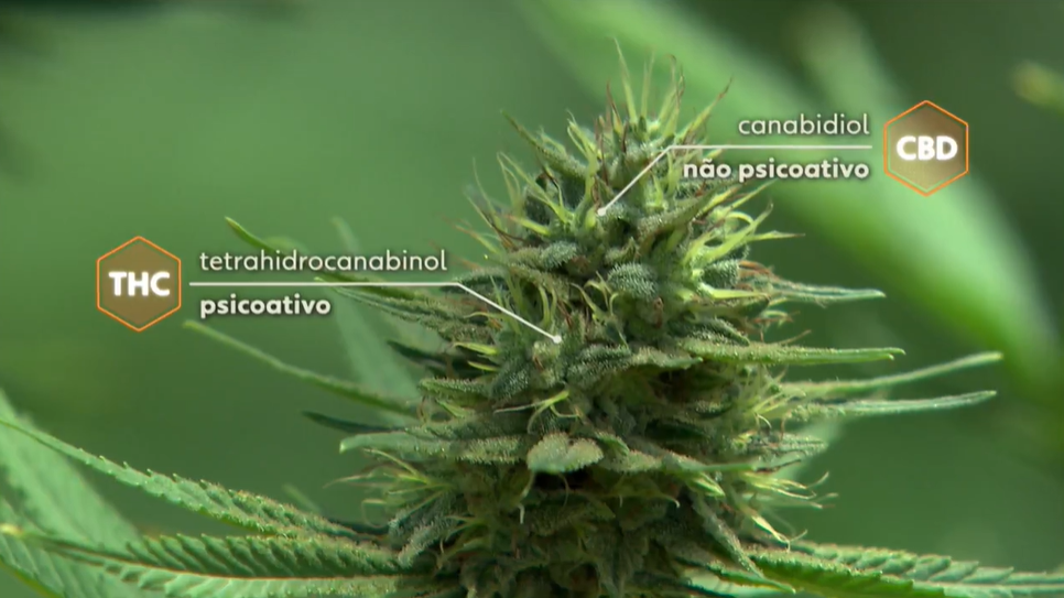 A reportagem mostra THC e CBD na planta