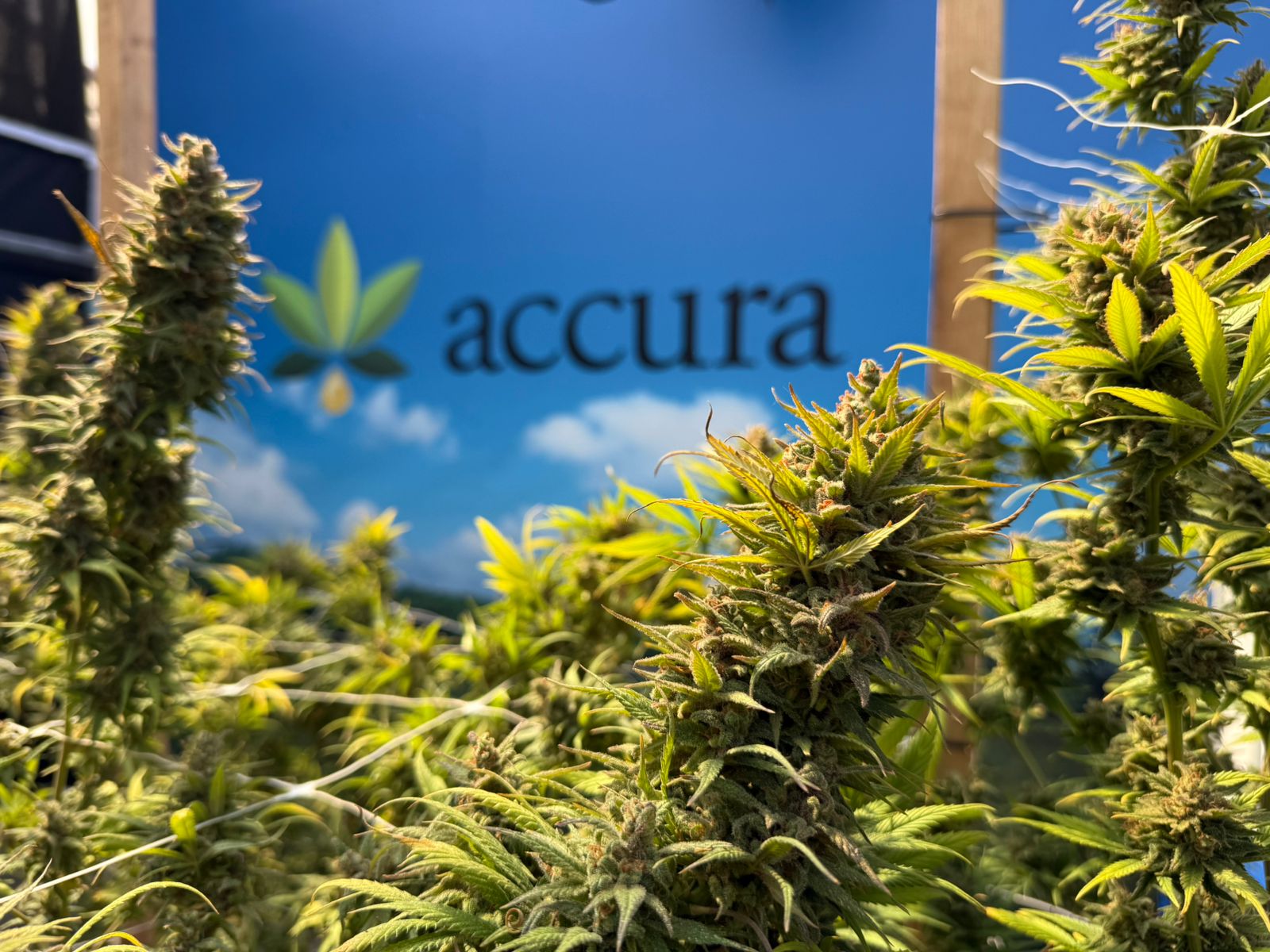 Accura lança escola para formar profissionais da cannabis 