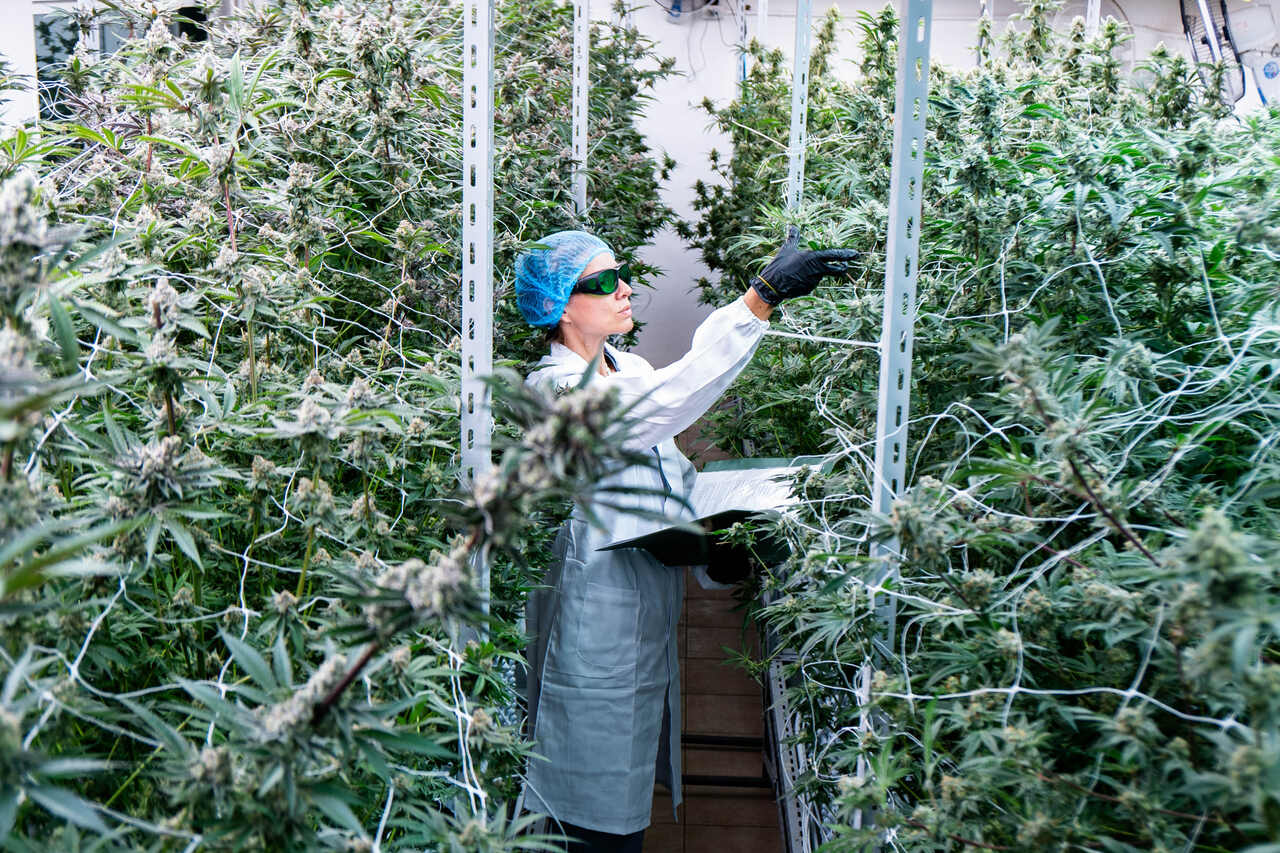 Governo pede mais seis meses para regulamentar o cultivo de cannabis Governo pede mais seis meses para regulamentar o cultivo de cannabis