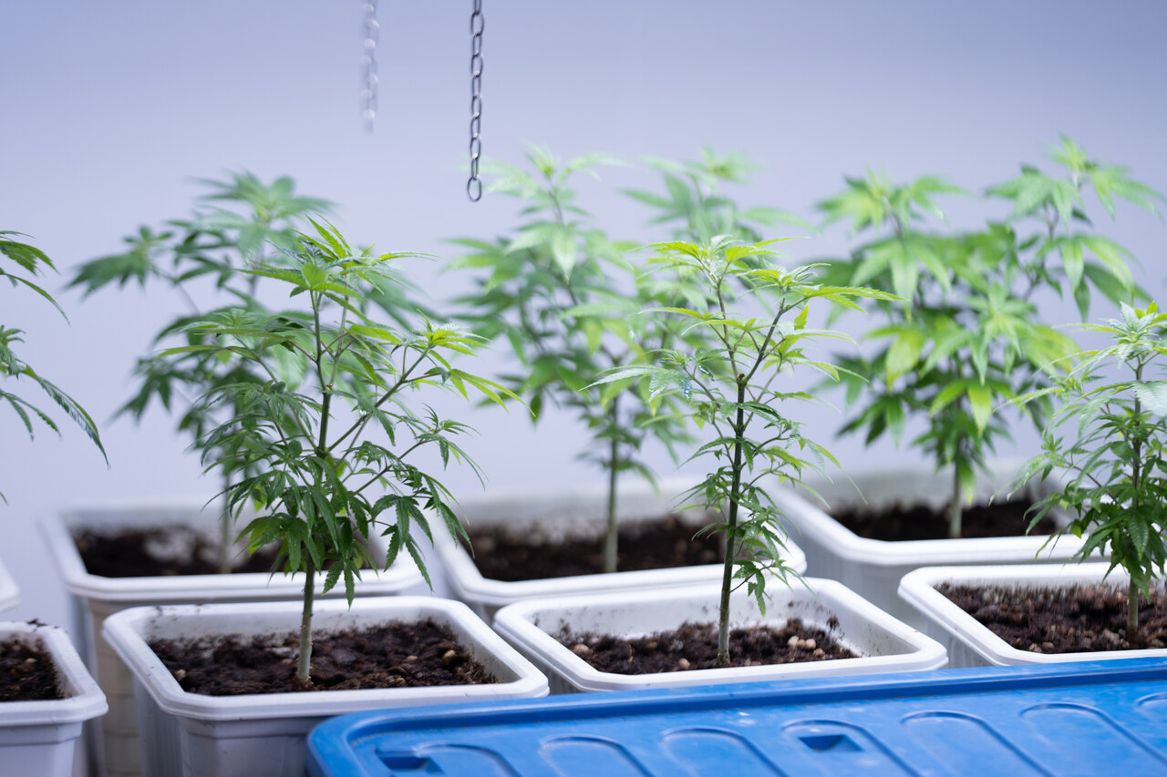 Juíz rejeita denúncia de tráfico contra associação de cannabis