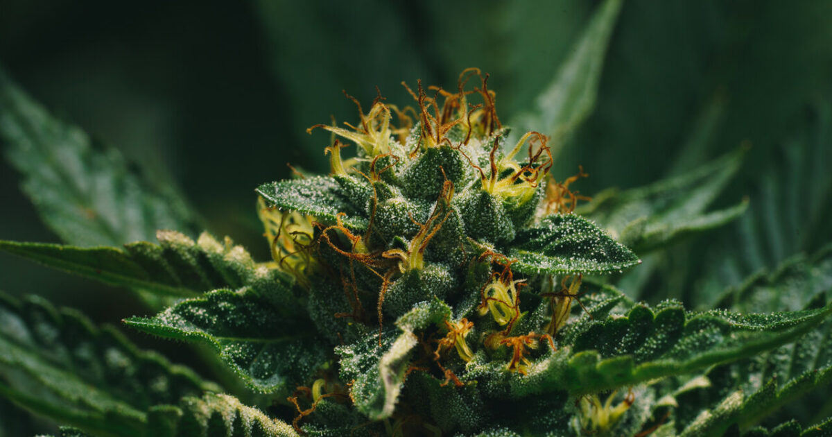Cinco evidências sobre inflorescências de cannabis