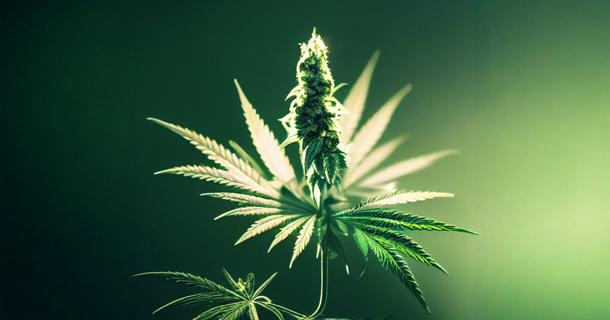 Quando se recomenda o uso de inflorescências de cannabis?