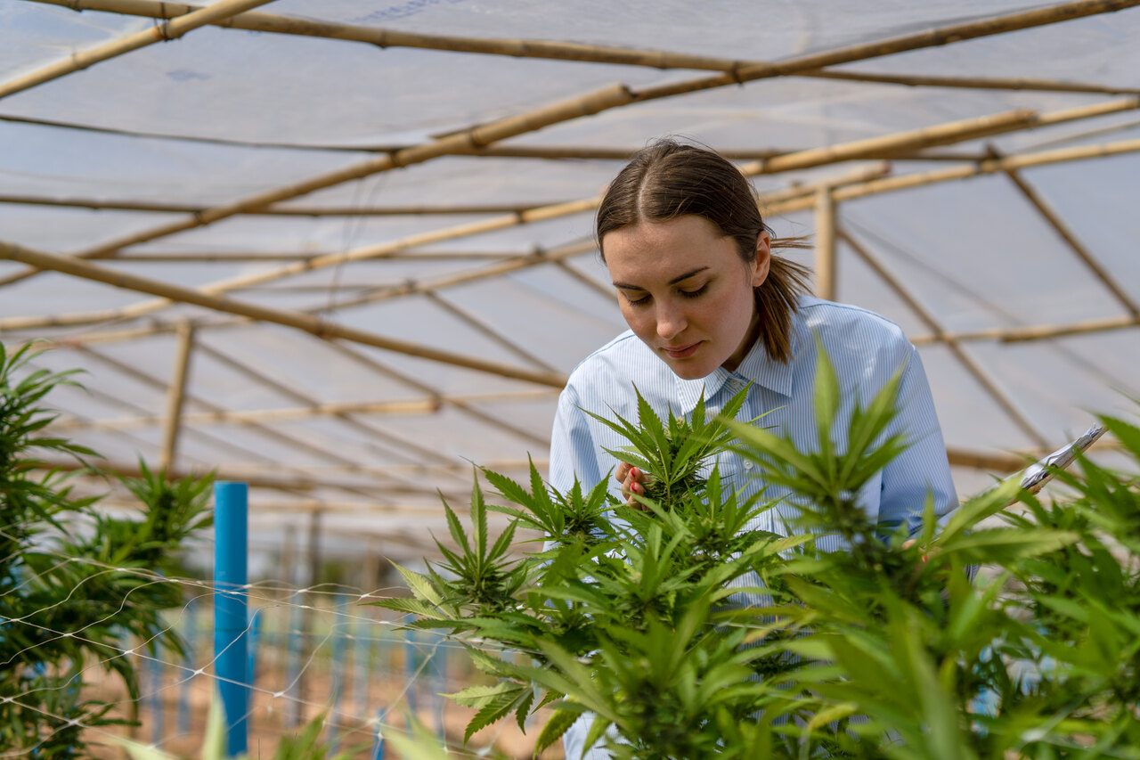 Anvisa abre edital para estudos sobre cultivo de cannabis Anvisa abre edital para estudos sobre cultivo de cannabis