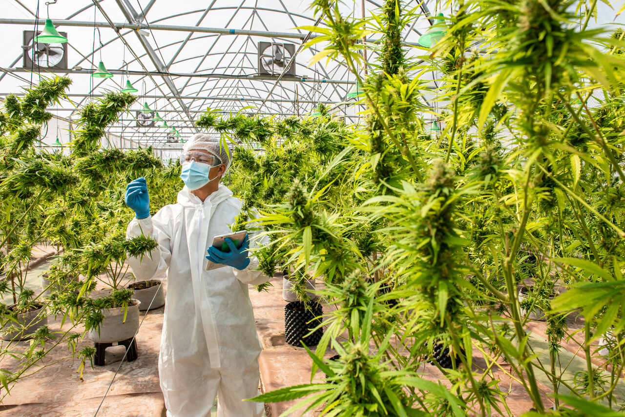Anvisa permite o cultivo de cannabis pela Embrapa Anvisa permite o cultivo de cannabis pela Embrapa