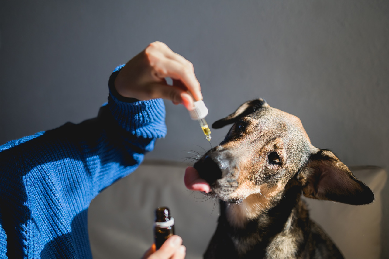 Anvisa publica regras sobre cannabis para uso veterinário Anvisa publica regras sobre cannabis para uso veterinário