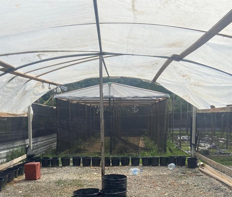 Instituto Cannabis do Bem conquista autorização para cultivo