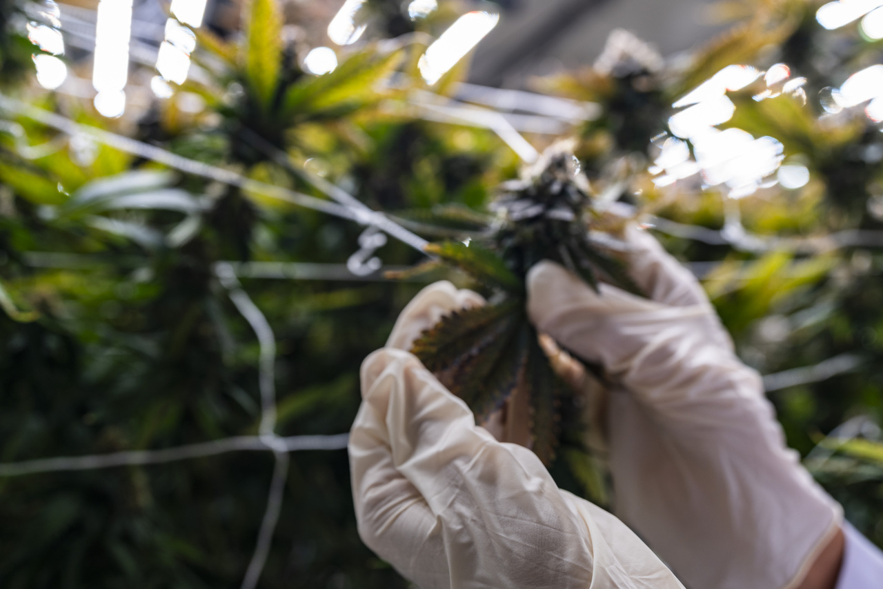 Proposta da ABICANN inclui Sandbox para inovação com cannabis Proposta da ABICANN inclui Sandbox para inovação com cannabis