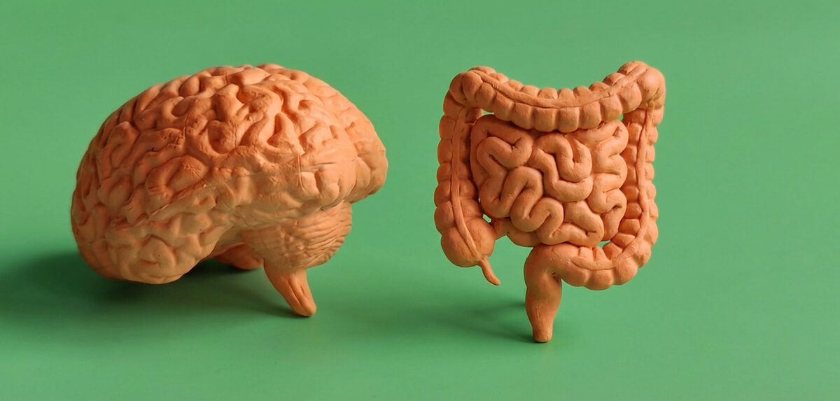Probióticos e o eixo intestino-cérebro: conexão vital
