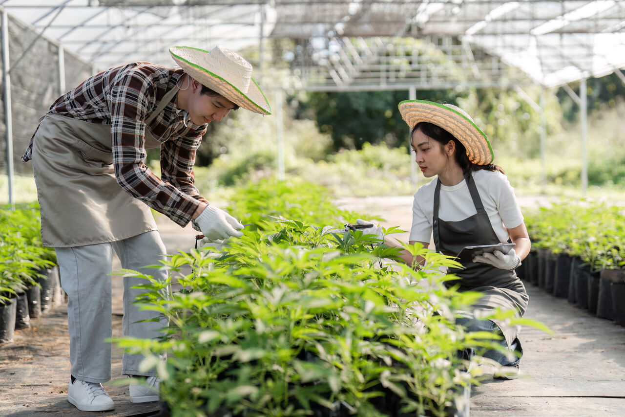 Associações de cannabis crescem 22% no Brasil Associações de cannabis crescem 22% no Brasil