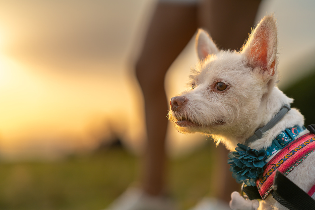 Cannabis e Cogumelos promete melhorar a cognição de cães idosos Cannabis e Cogumelos promete melhorar a cognição de cães idosos