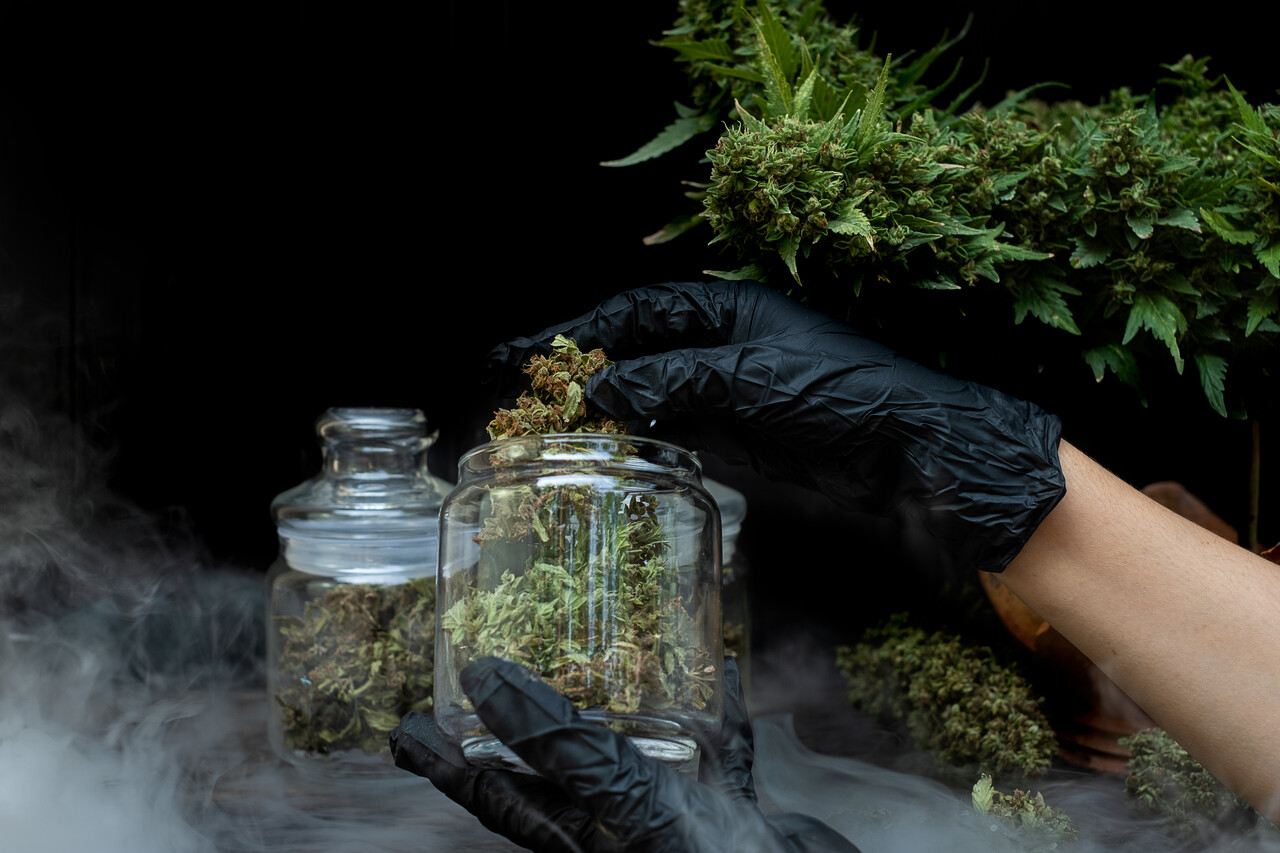 Curiosidade genética pode influenciar uso de cannabis Curiosidade genética pode influenciar uso de cannabis