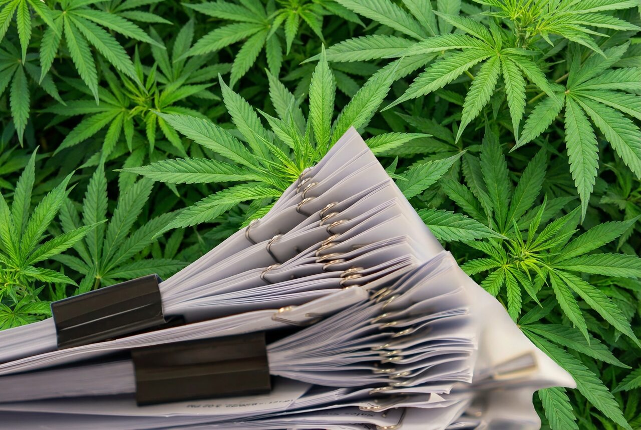 Papelada que Adoece Como a burocracia impede o acesso à cannabis Papelada que Adoece Como a burocracia impede o acesso à cannabis