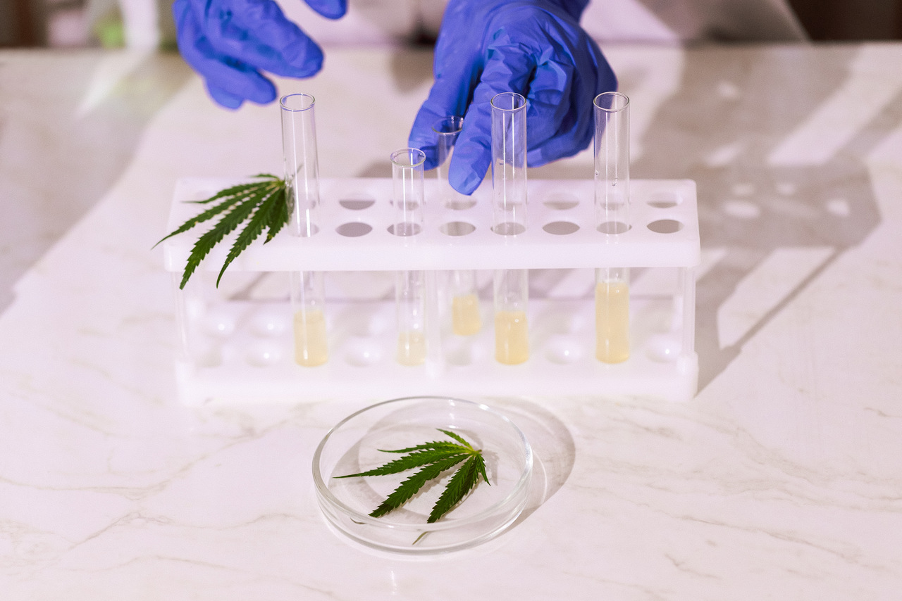 Pesquisar cannabis no Brasil ainda é um desafio Pesquisar cannabis no Brasil ainda é um desafio