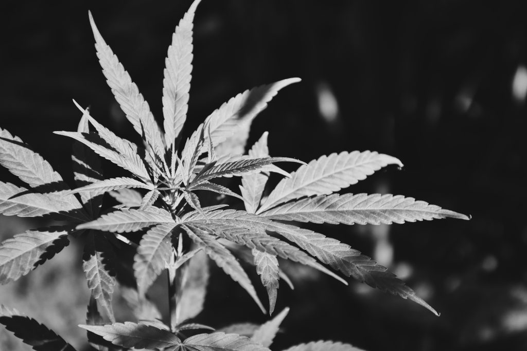 A indefinição regulatória na prescrição de flores