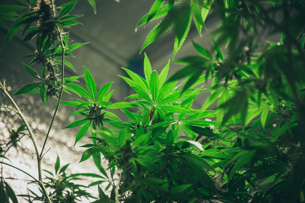 Anvisa Regulamentação do cultivo de cannabis volta à pauta Anvisa Regulamentação do cultivo de cannabis volta à pauta