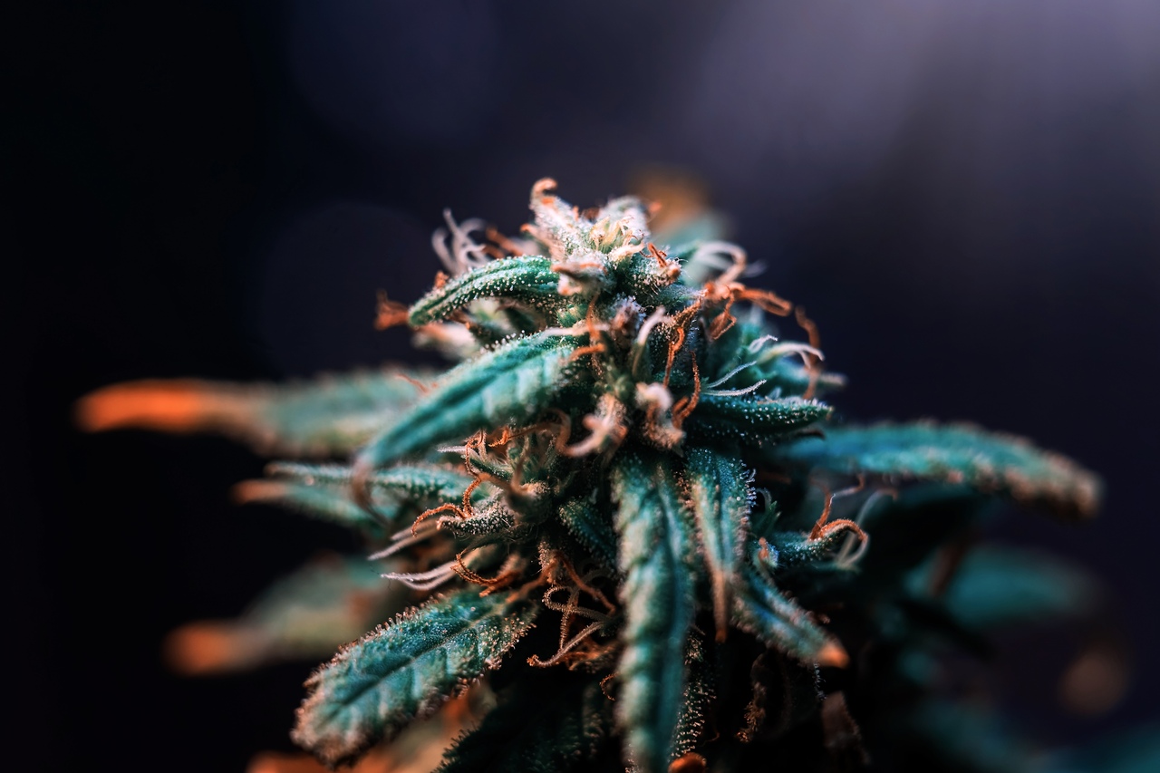Como a cannabis aprendeu a produzir THC e CBD Como a cannabis aprendeu a produzir THC e CBD