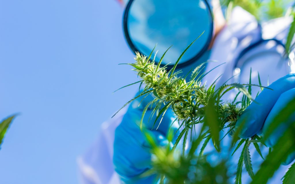 Entenda as novas regras da Anvisa para o cultivo de cannabis Entenda as novas regras da Anvisa para o cultivo de cannabis