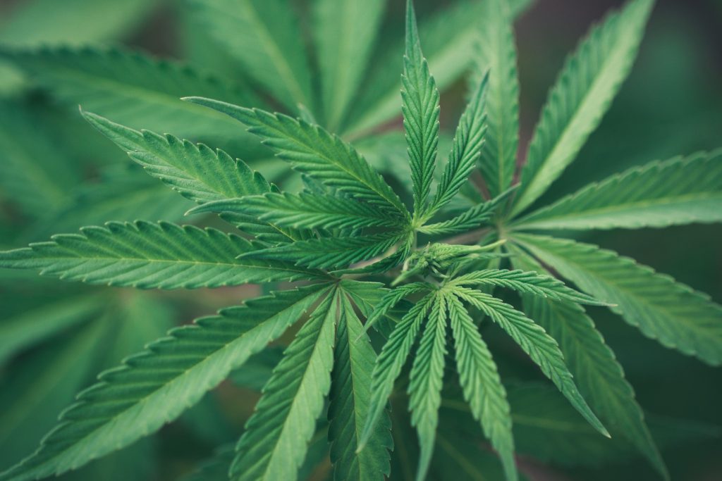 Entidades acusam Meta de censura à cannabis no Brasil