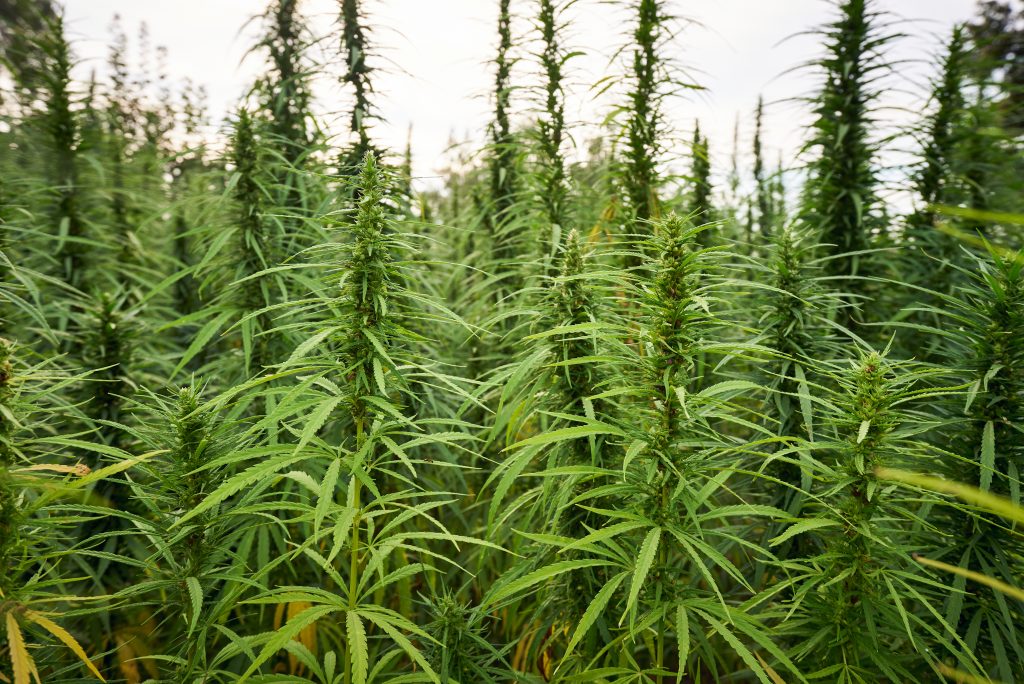 MAPA põe cannabis e cânhamo em lista para consulta pública