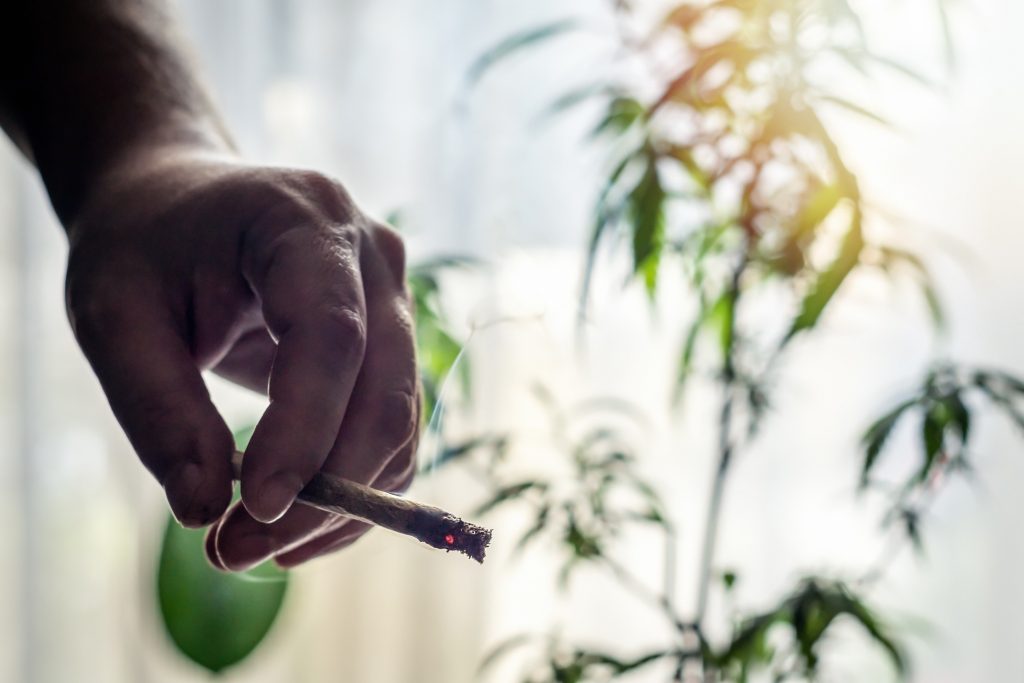 Maconha no trabalho pode dar justa causa, decide TRT 6 Maconha no trabalho pode dar justa causa, decide TRT 6