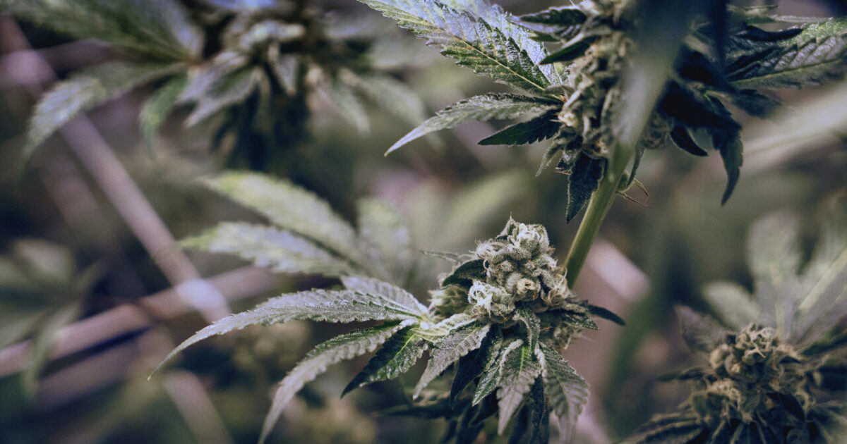 Como armazenar flores de cannabis? Guia completo