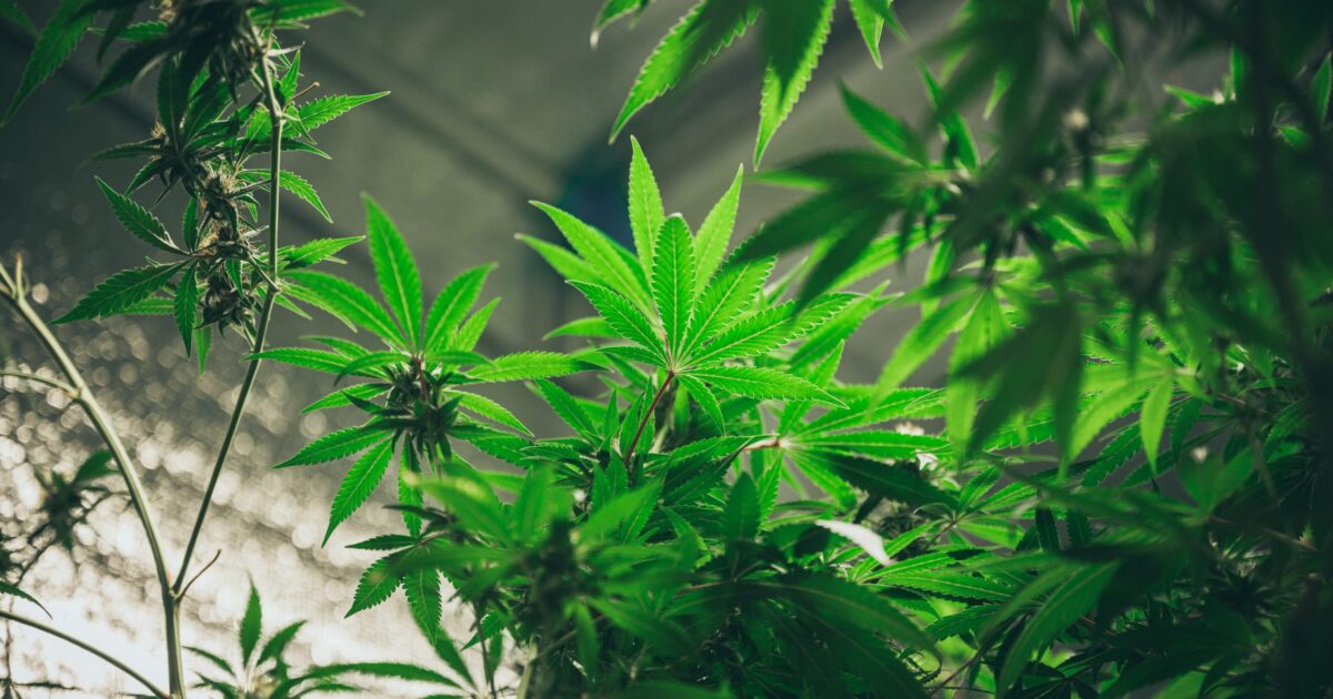 Anvisa: Regulamentação do cultivo de cannabis volta à pauta