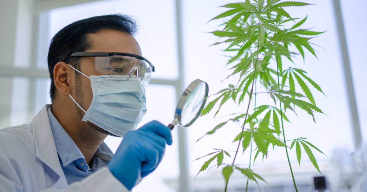 Para cultivo de cannabis, Anvisa propõe três novas RDCs