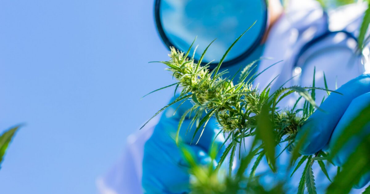 Entenda as novas regras da Anvisa para o cultivo de cannabis