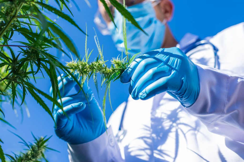 Anvisa substitui a 327 e publica novas RDCs para a cannabis Anvisa substitui a 327 e publica novas RDCs para a cannabis
