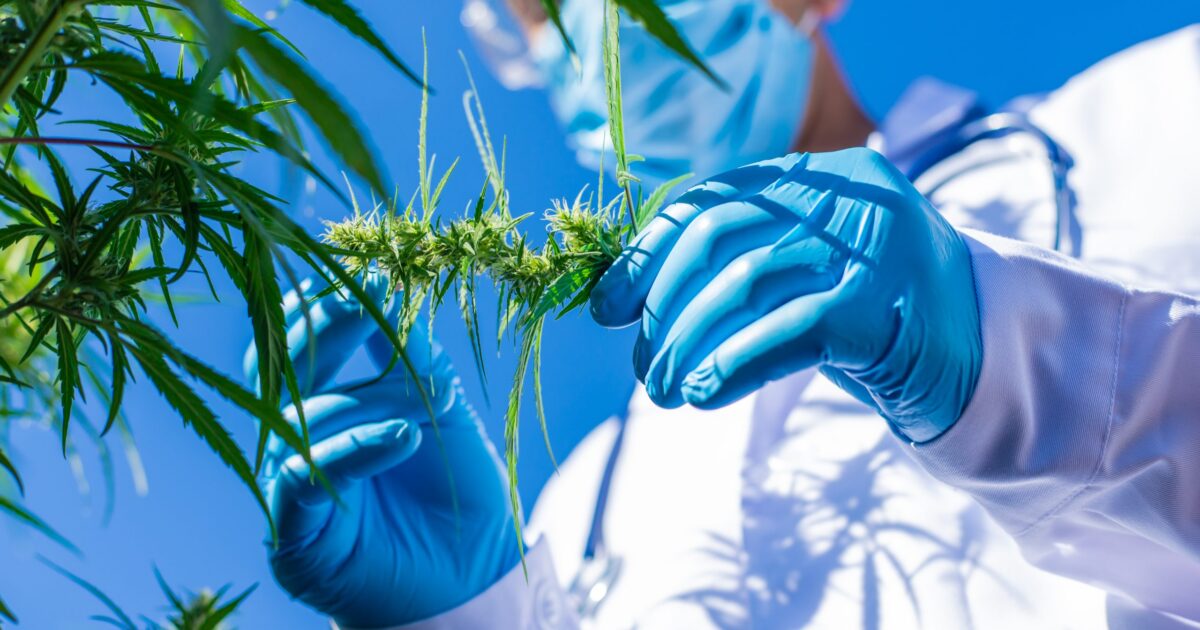 Anvisa substitui a 327 e publica novas RDCs para a cannabis