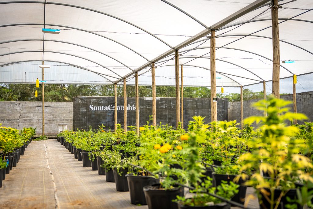 Movimento catarinense pressiona por cannabis no SUS