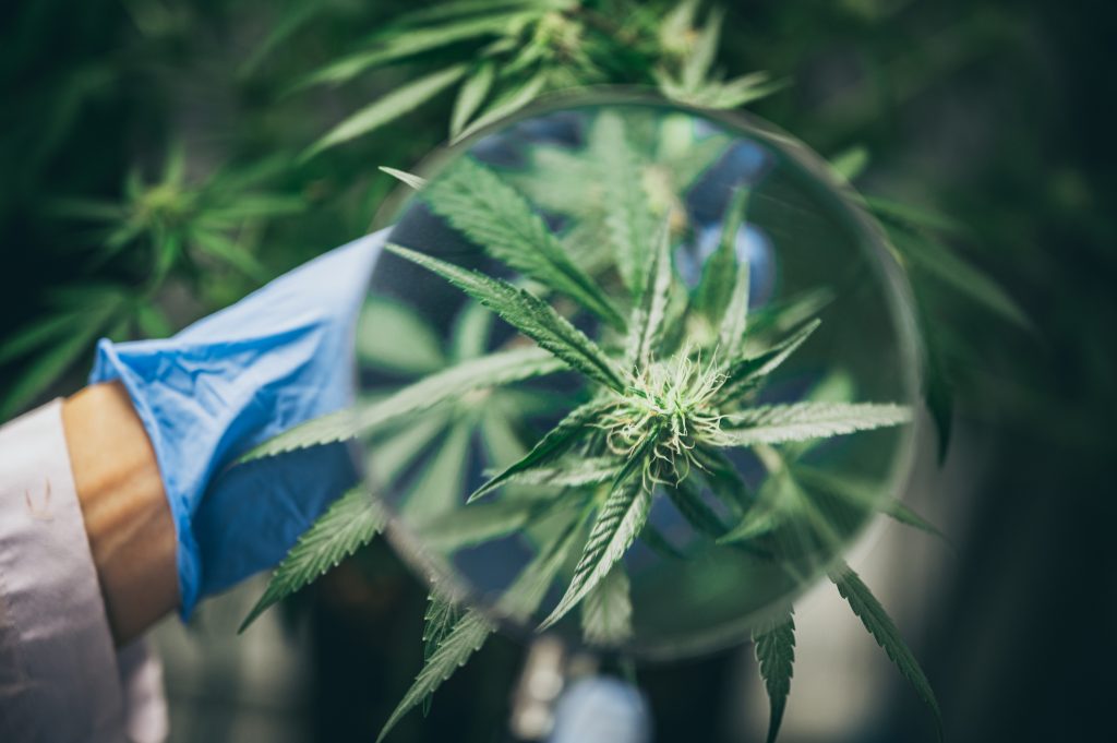 The Lancet questiona eficácia de cannabis para depressão