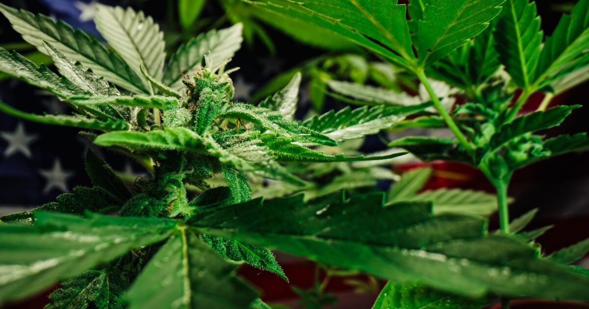 Certificação da cannabis nos EUA: o que muda com a Schedule III?