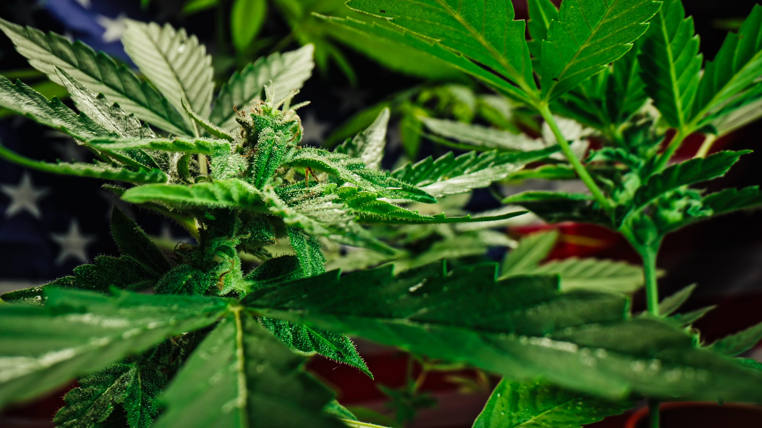 nova certificação da cannabis nos Estados Unidos nova certificação da cannabis nos Estados Unidos