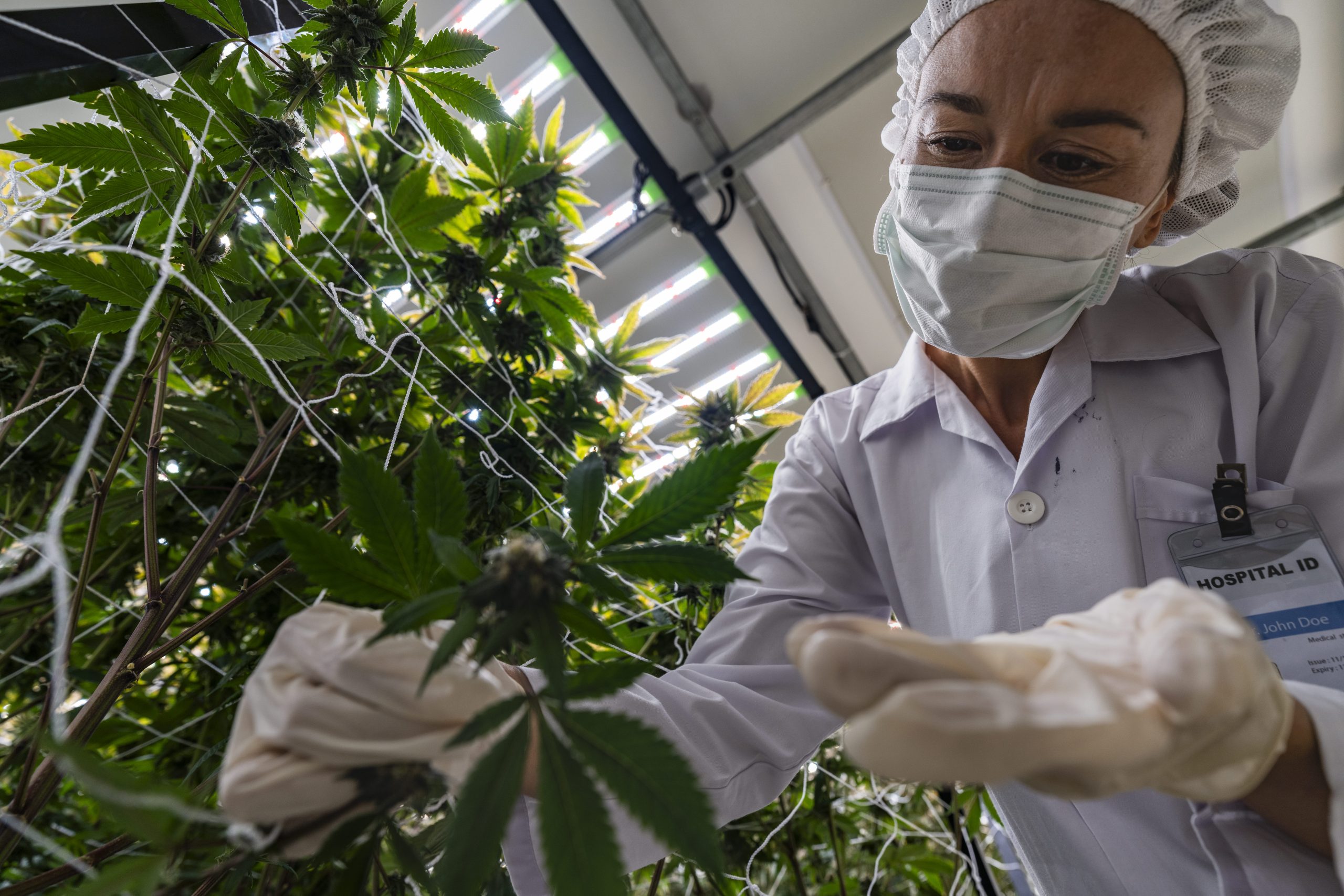 A scientist inspects cannabis plants in a controlled indoor farm Cientista avaliando a cannabis