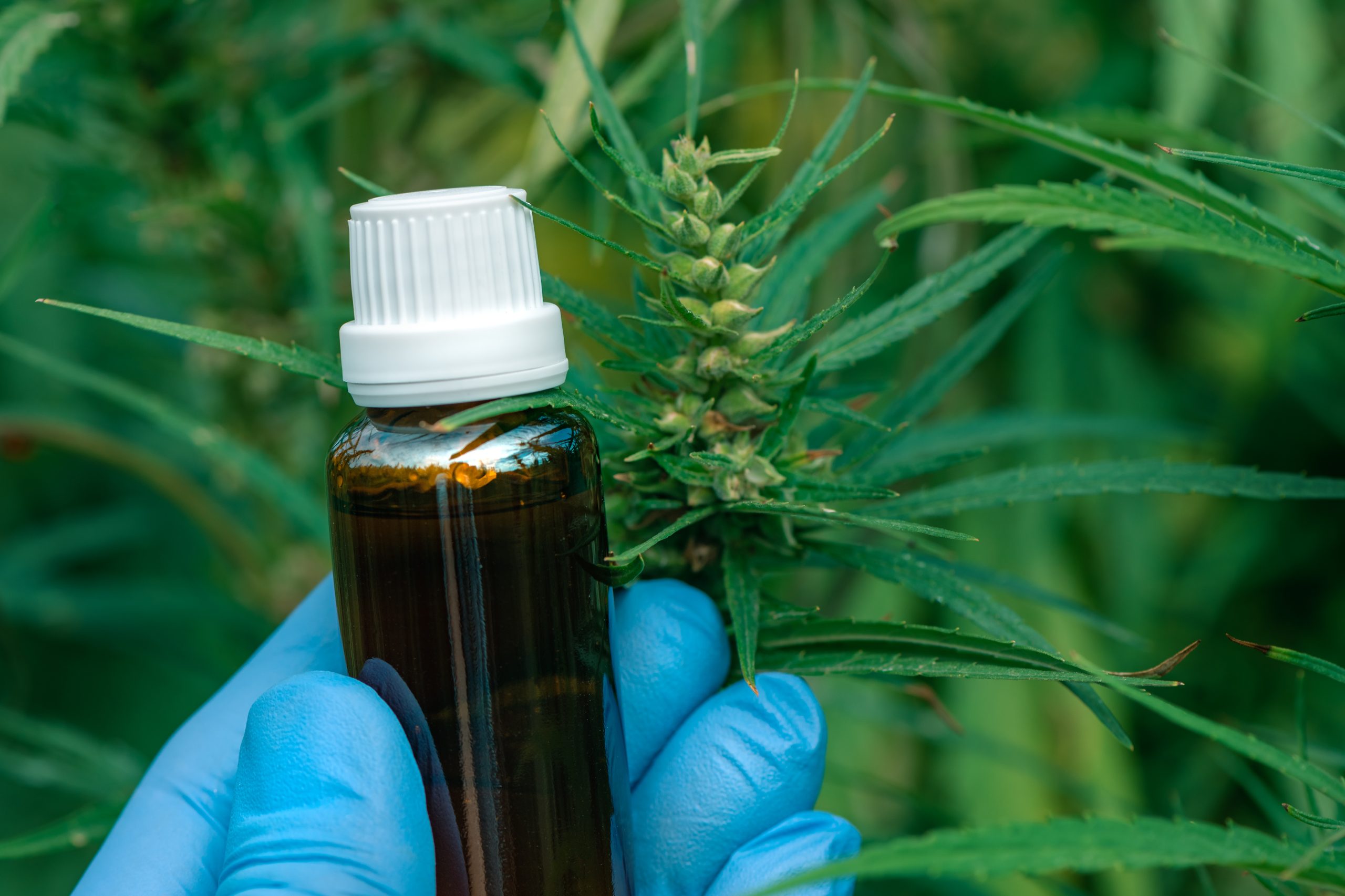 Cannabis medicinal é mais segura Cannabis medicinal é mais segura