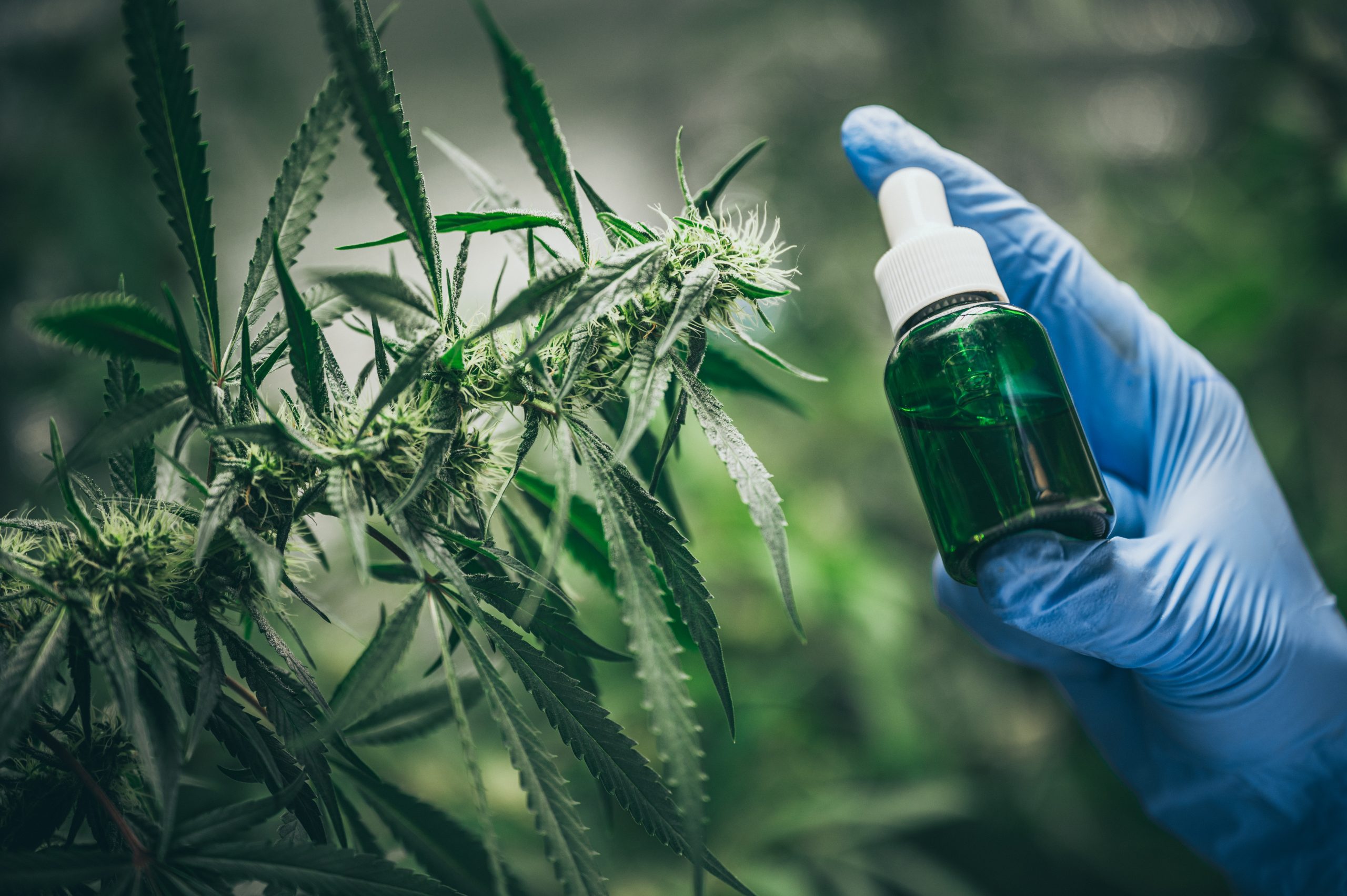 frasco de spray de cannabis frasco de spray de cannabis