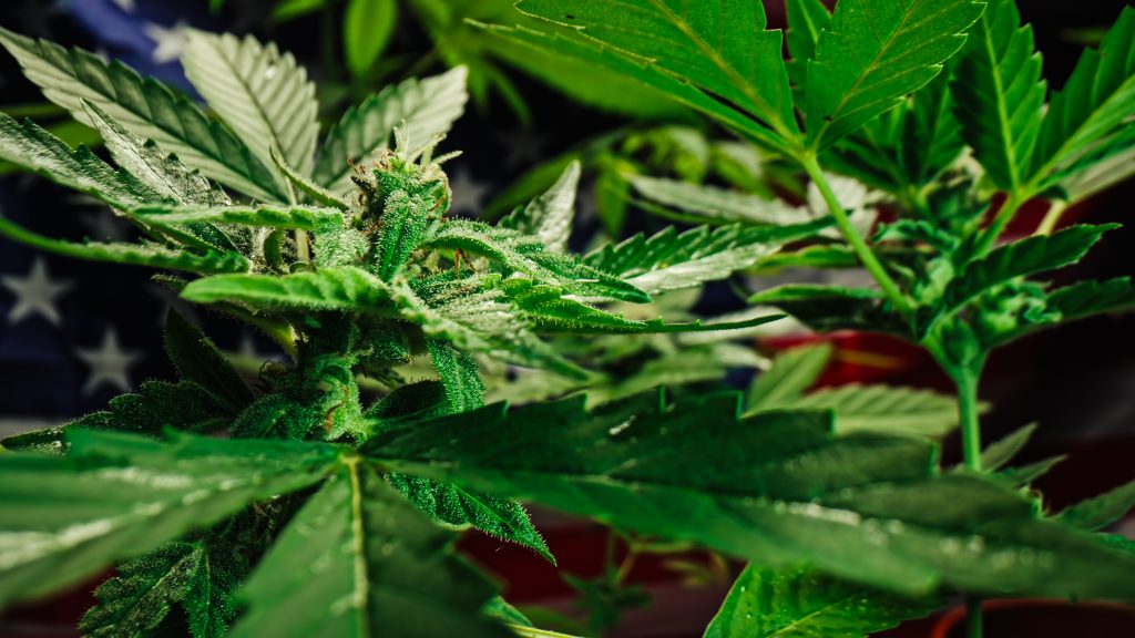 Reclassificação da cannabis frustra parte do mercado nos EUA