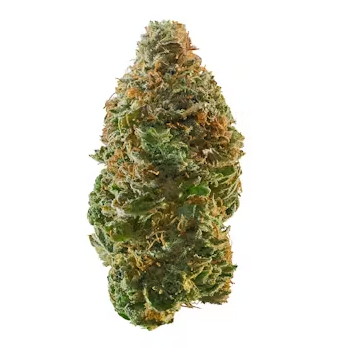 Cannalope Haze, uma das cruzas da flor Maracujá, da ASPAEC. Foto: Leafly