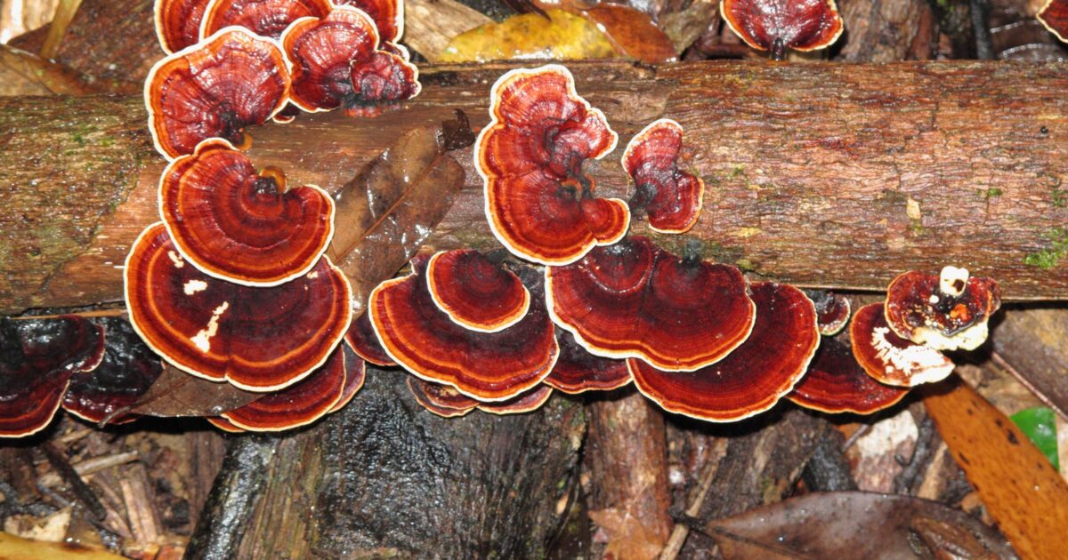 Reishi: guia completo sobre o uso medicinal do cogumelo