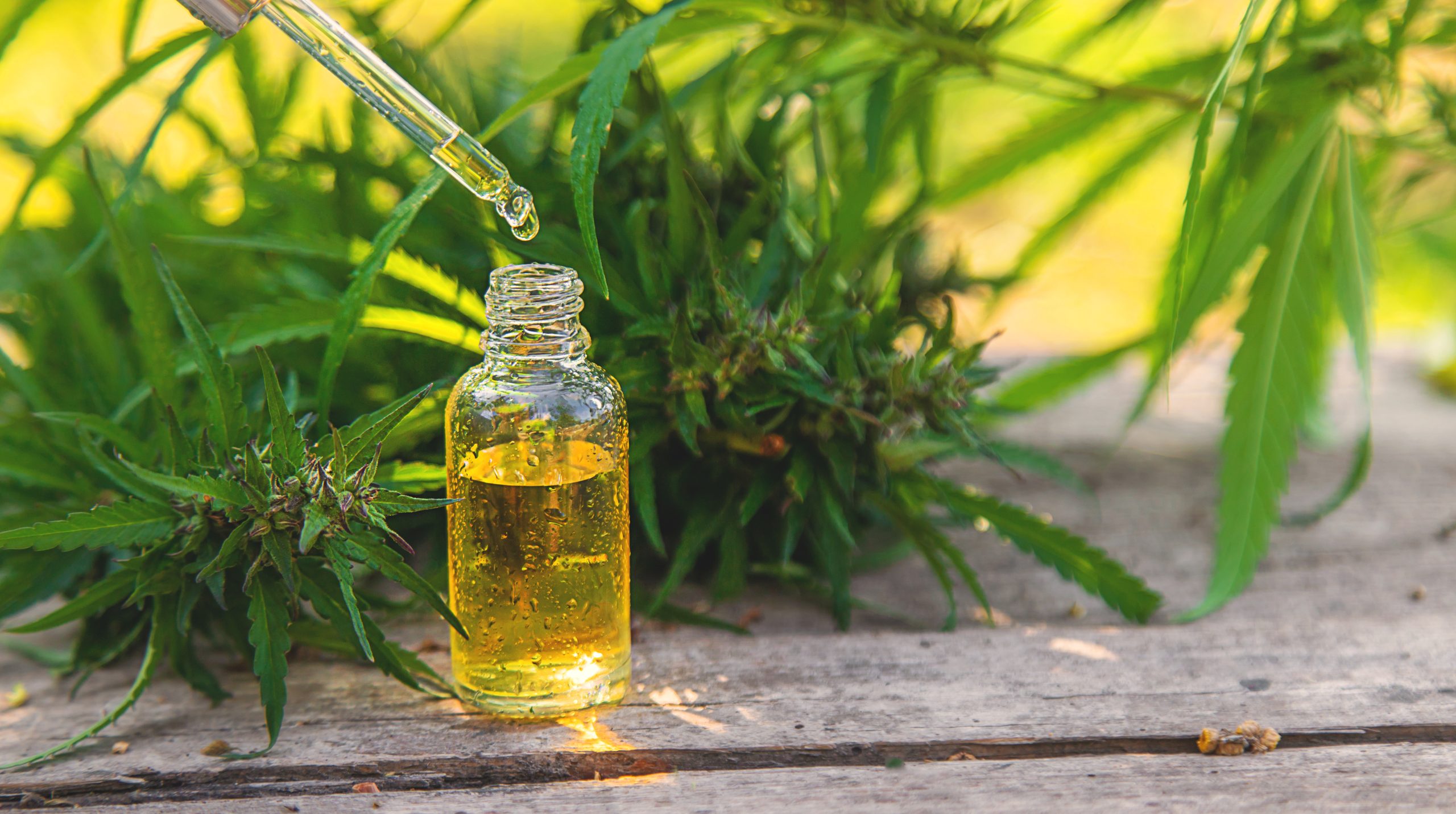 Hemp essential oil in a bottle. selective focus. oms reconhece a cannabis para uso medicinal