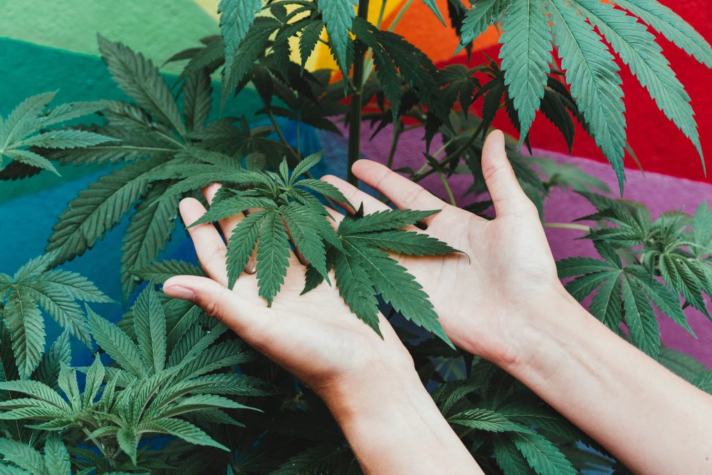 Nova agenda pode afrouxar publicidade de cannabis nos EUA