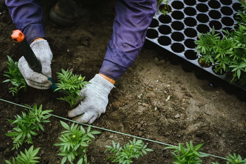 STJ nega direito fundamental ao cultivo de cannabis