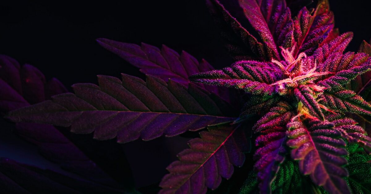 Como a medicina brasileira encara o THC?