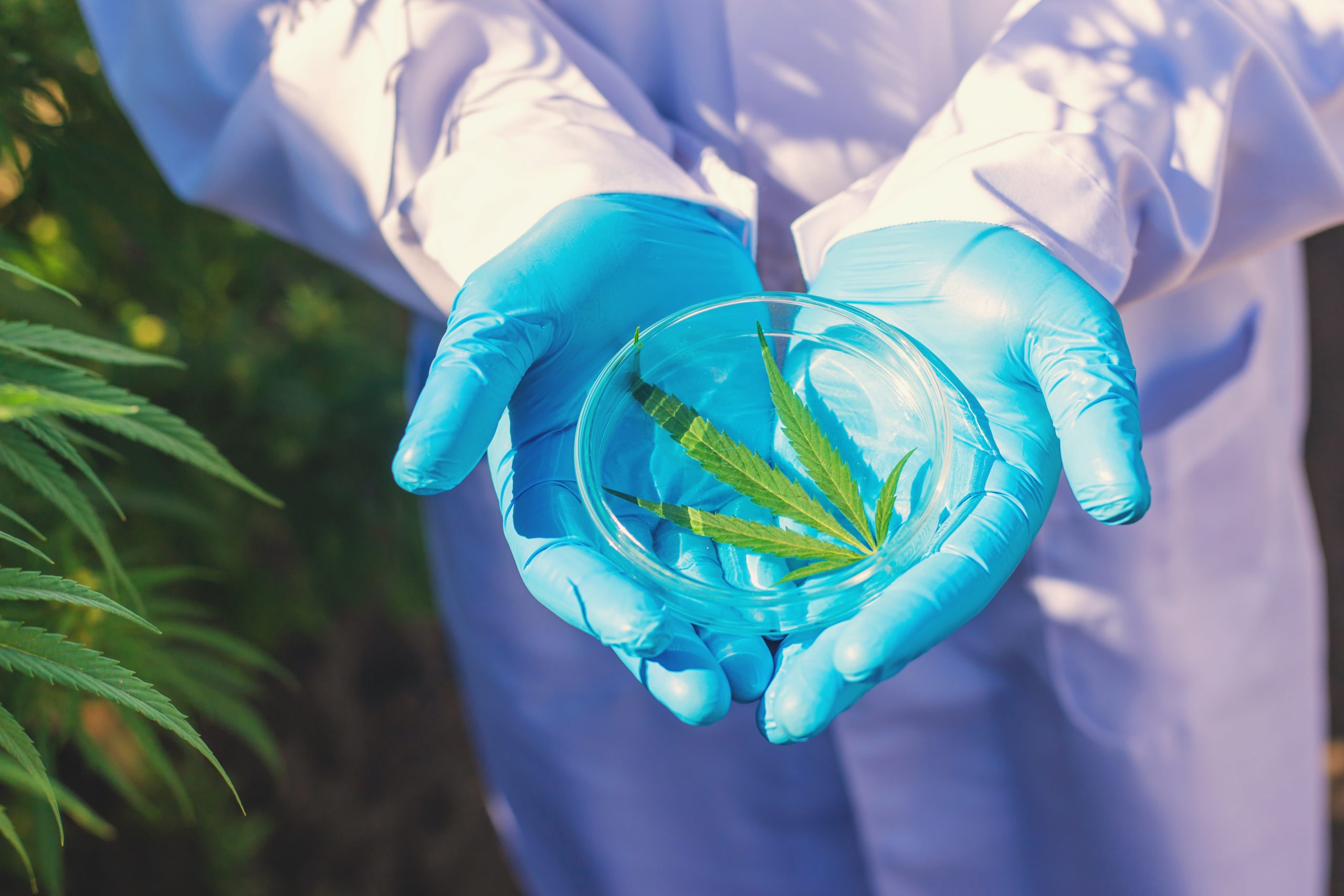 bioplasticos de cbd