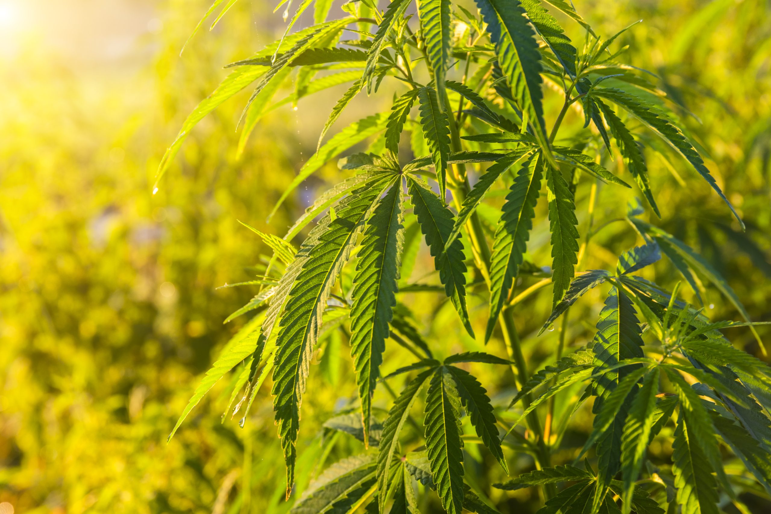 plantação de cannabis limite do thc
