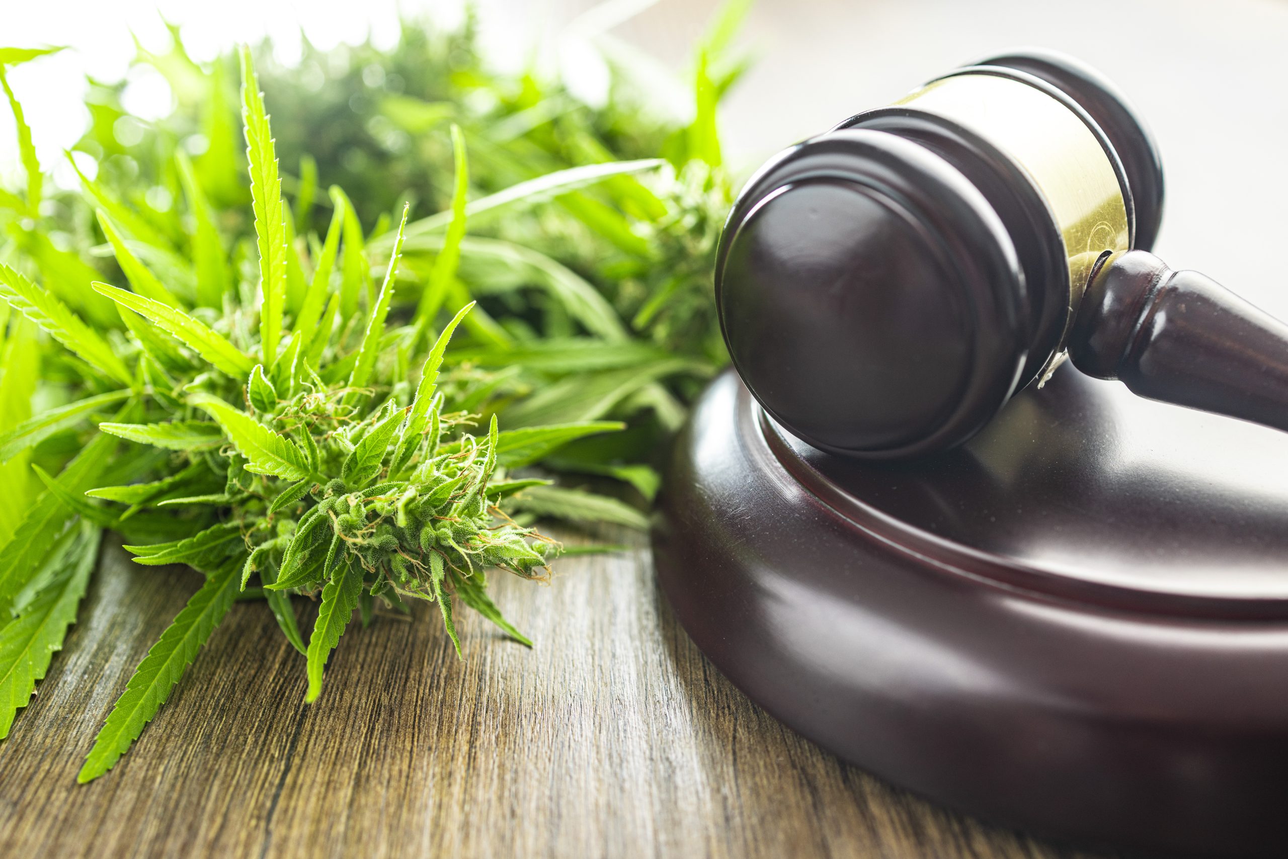 Marco regulatório cannabis medicinal no Brasil Marco regulatório cannabis medicinal no Brasil
