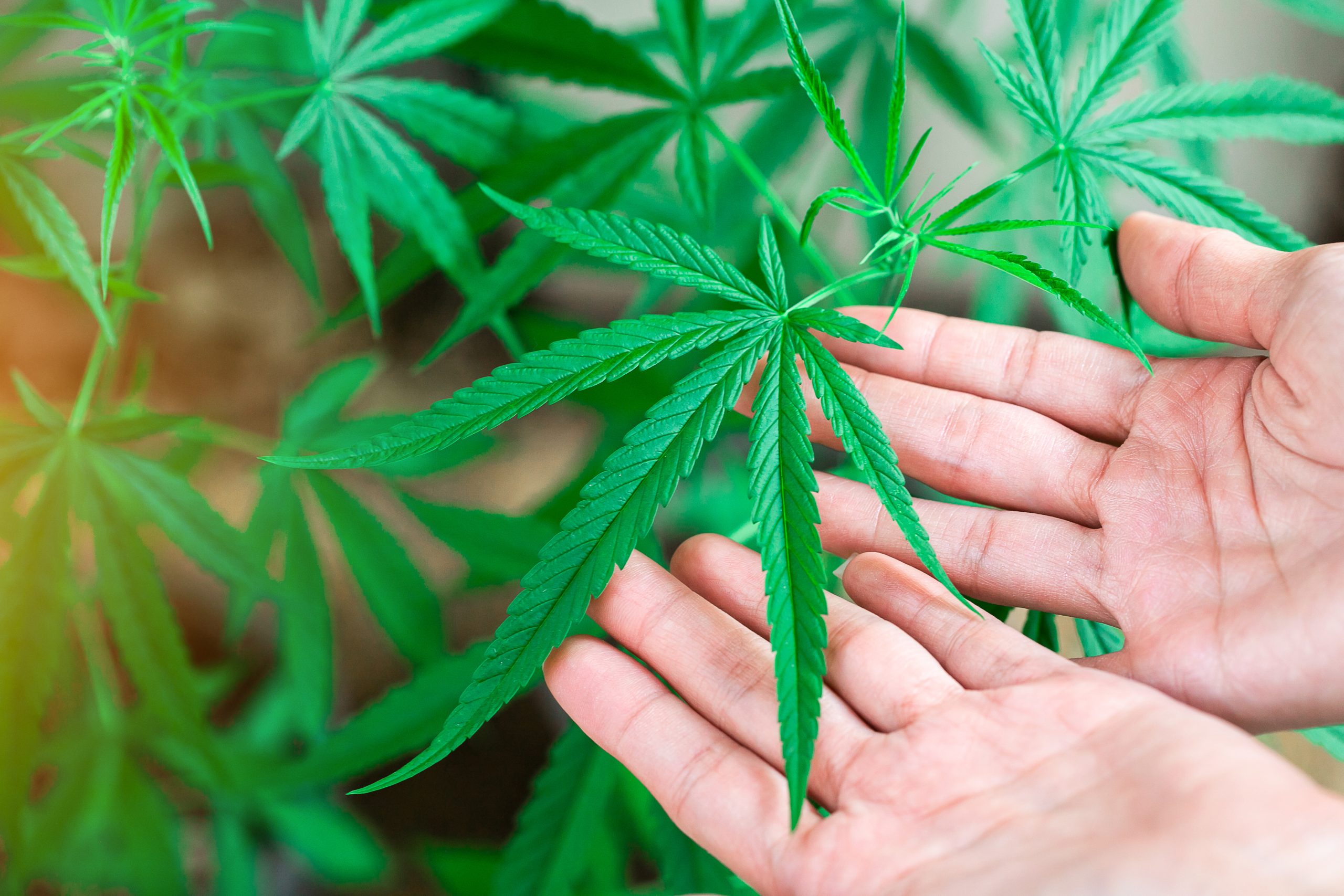 pessoa olhando e mudando a percepção sobre a  cannabis