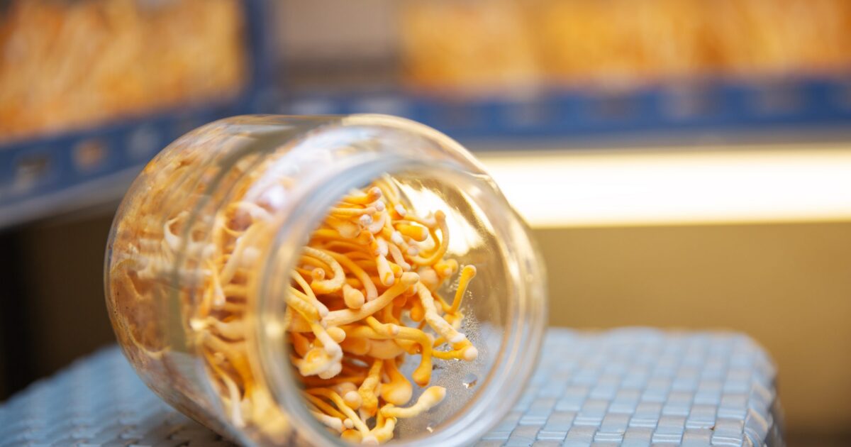 Cordyceps e a saúde respiratória: conheça os benefícios e precauções